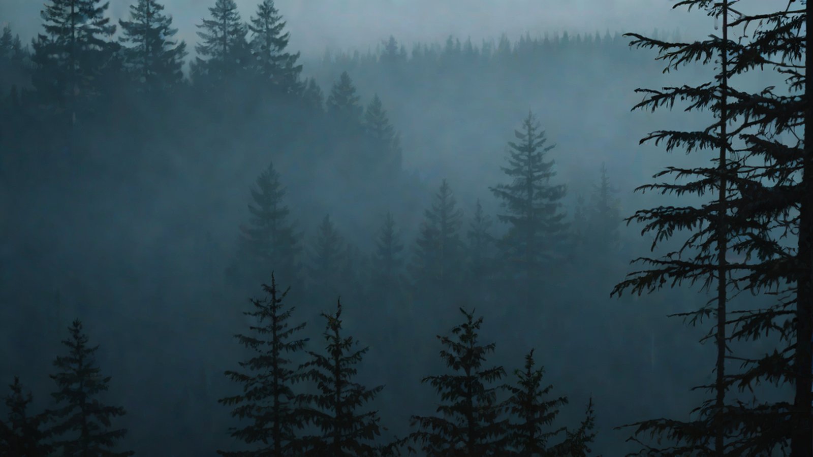 An image representing AI analyzing and monitoring nature, with a digital data network overlaid on a lush forest.