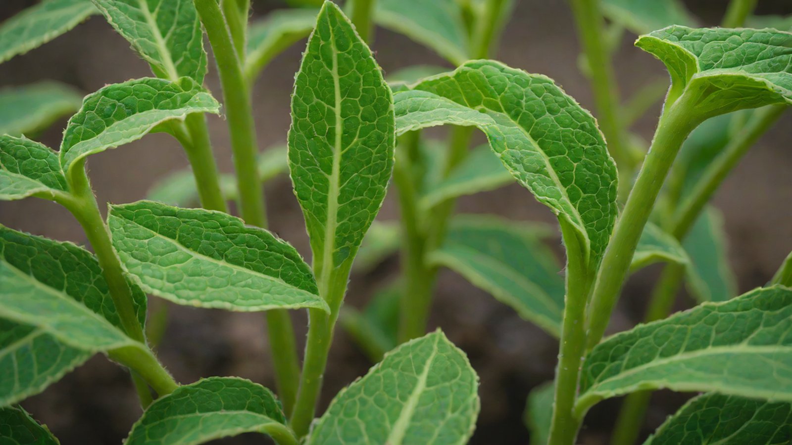 視覺化呈現基因設計作物在因乾旱龜裂的土地上依然綠意盎然的影像